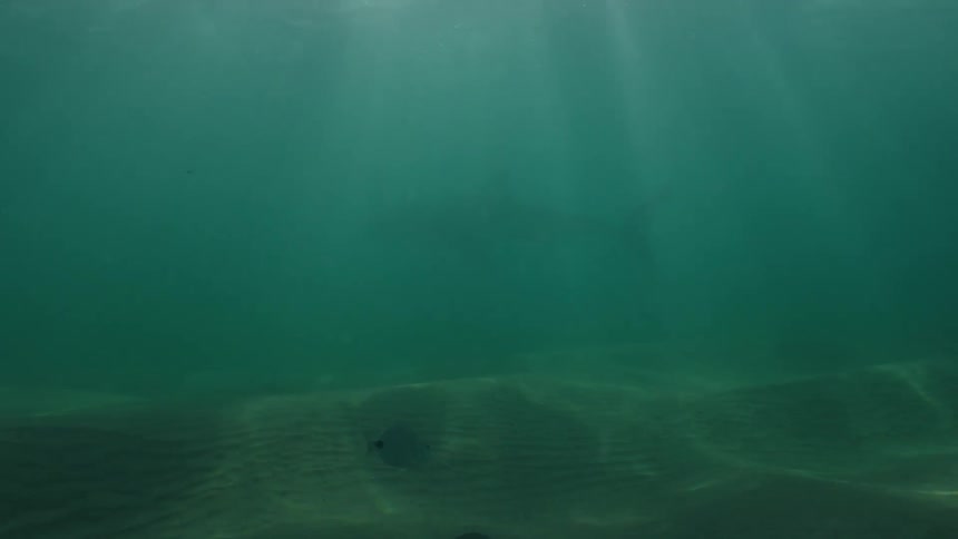 Rays of sunlight shine through the water as fish swim over the seabed and a shark swims in the distance