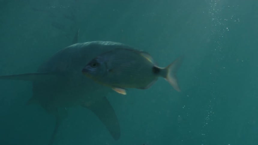 A shark swims over the seabed among other fish as rays of sunlight shine from above