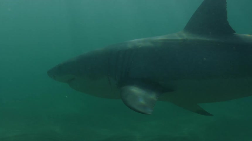 A shark swimming slowly at the bottom of the ocean
