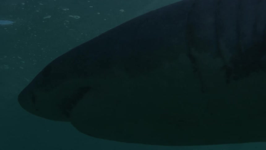 Sunlight shines underwater as a shark gracefully swims