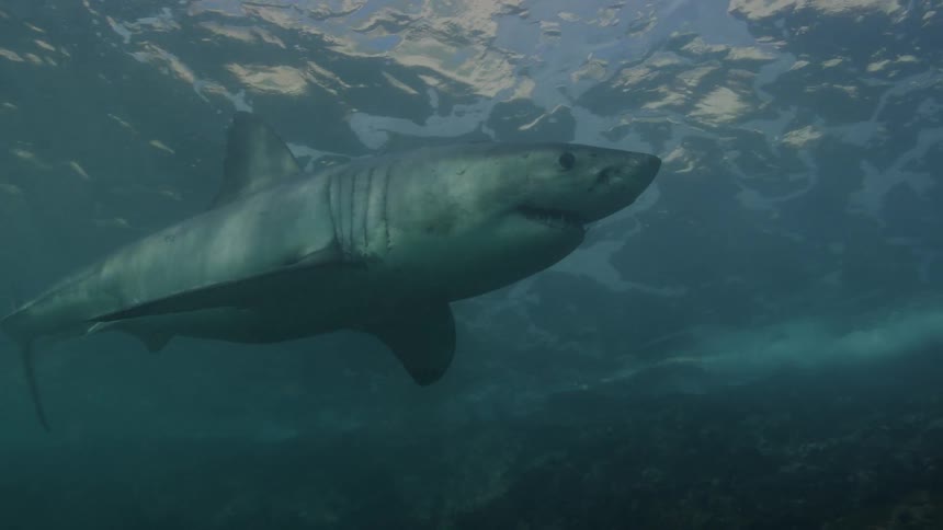 View of a shark swimming in the open sea with other fish