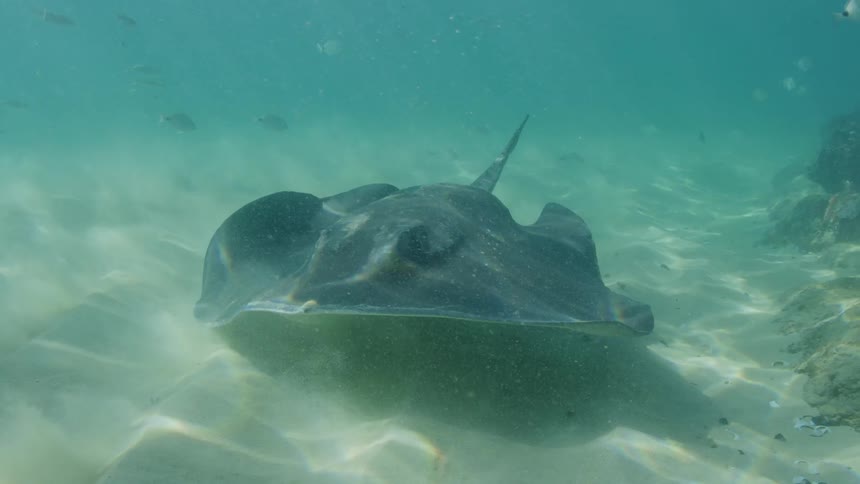 A stingray swims low over the seabed among small fish as sunlight shines from above