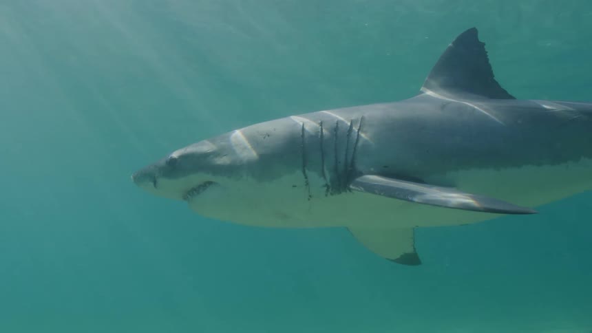 Bright rays of sunlight shine upon a shark as it swims over the seabed among small fish