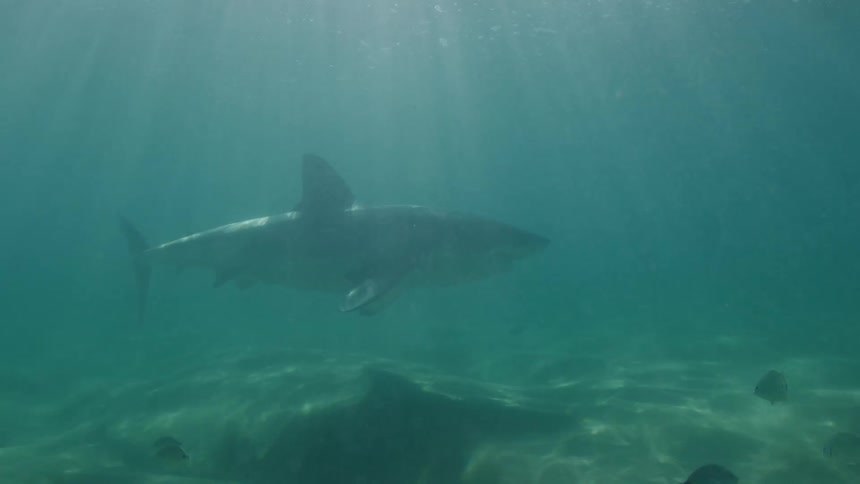 Sunlight shines underwater as a shark swims with its mouth partially open
