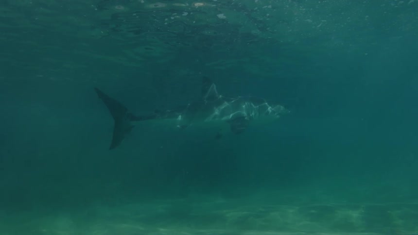 Shark swimming in clear waters of the sea