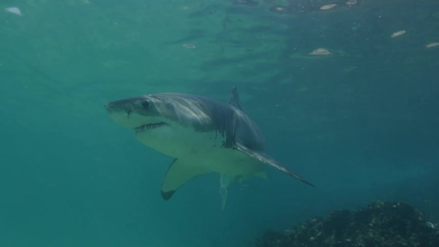 A white shark swimming in the clear ocean waters
