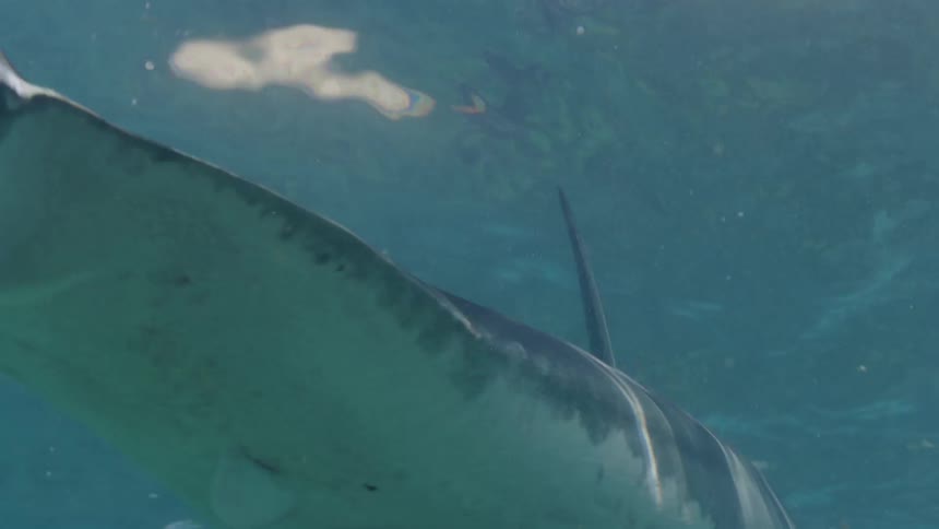 A shark swims toward the ocean floor