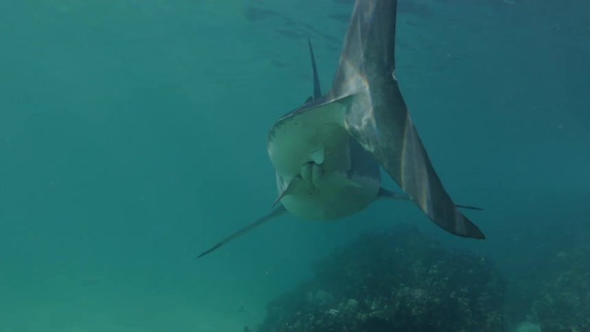 The shark is swimming underwater