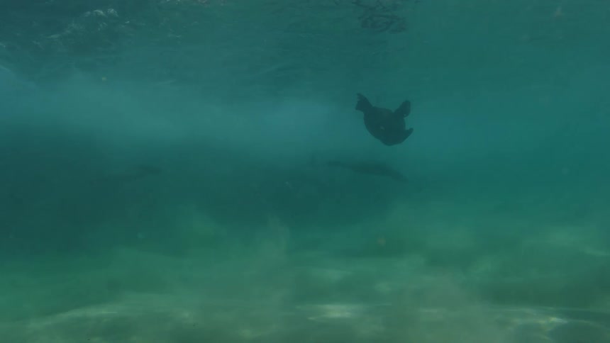 Seals swimming underwater near the sandy ocean floor close to the ocean surface