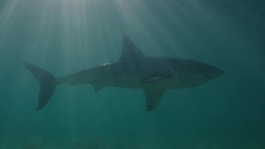 Great white shark in the open sea with sunlight rays reflecting