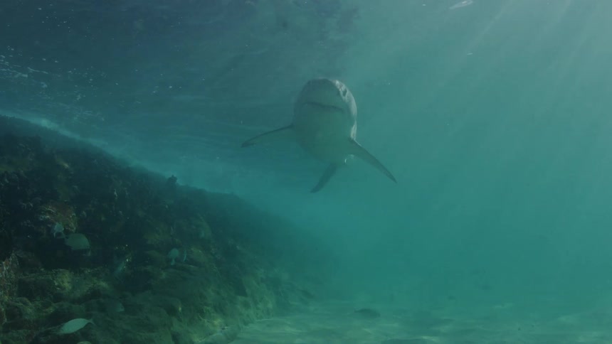 A shark swimming at the bottom of the ocean