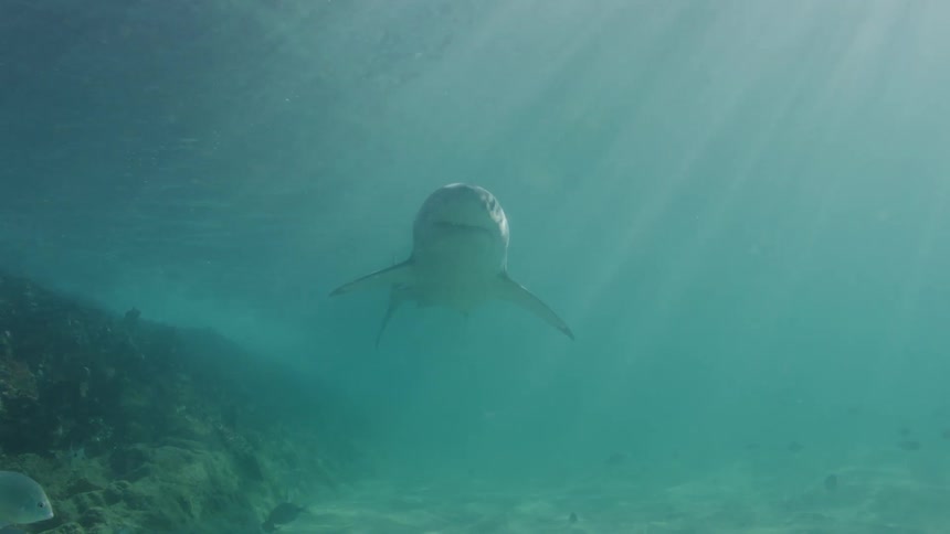 A shark swims underwater near the ocean bottom with a small school of fish nearby