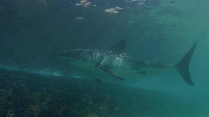 A shark swims over the seabed as rays of sunlight shine from above