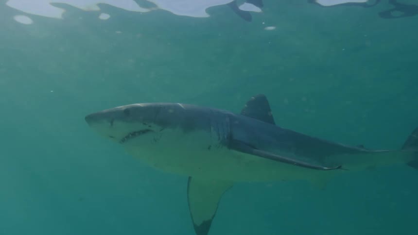 Shark in the open sea with other fish