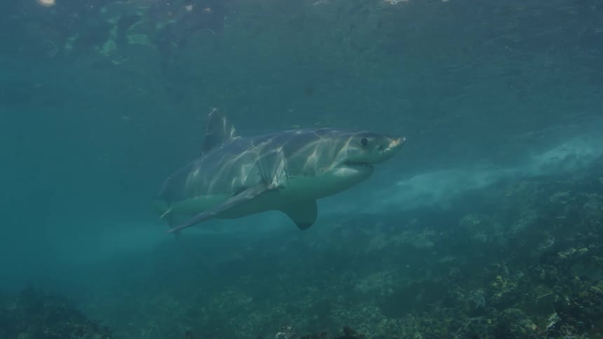 A large shark swims past the fish