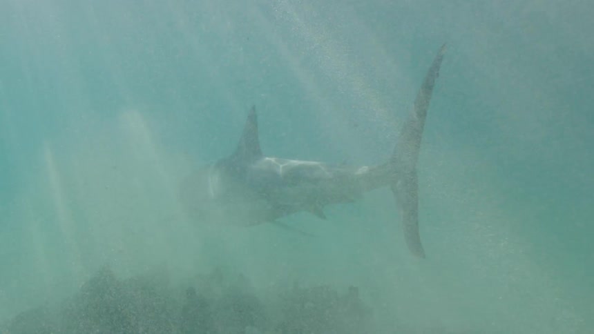 A shark swims underwater near the ocean bottom