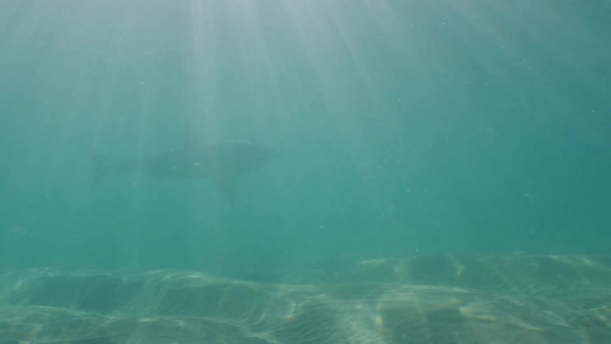 Shark swimming under the blue sea