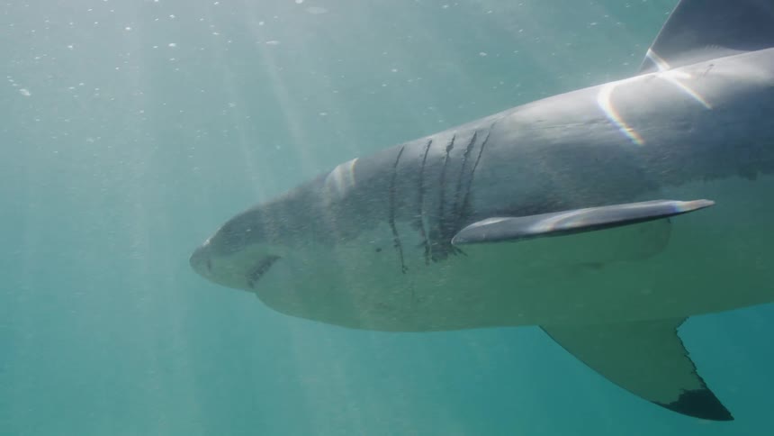 Shark swims over seafloor as sun rays shine through ocean surface