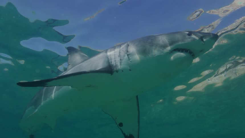 Shark swims under the surface on the blue ocean waters