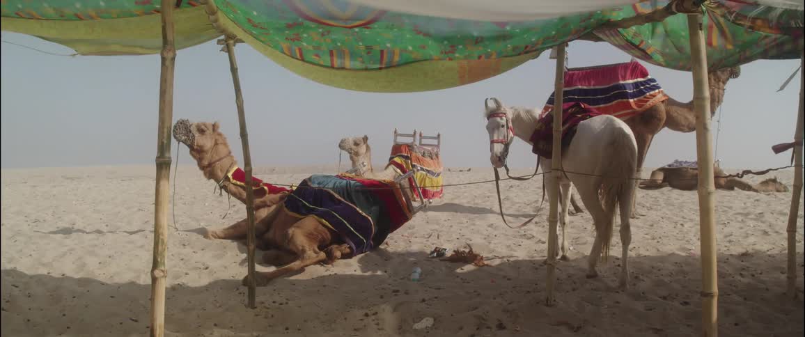 Fabric forming desert pavilion flaps in wind as camels and a horse rest nearby