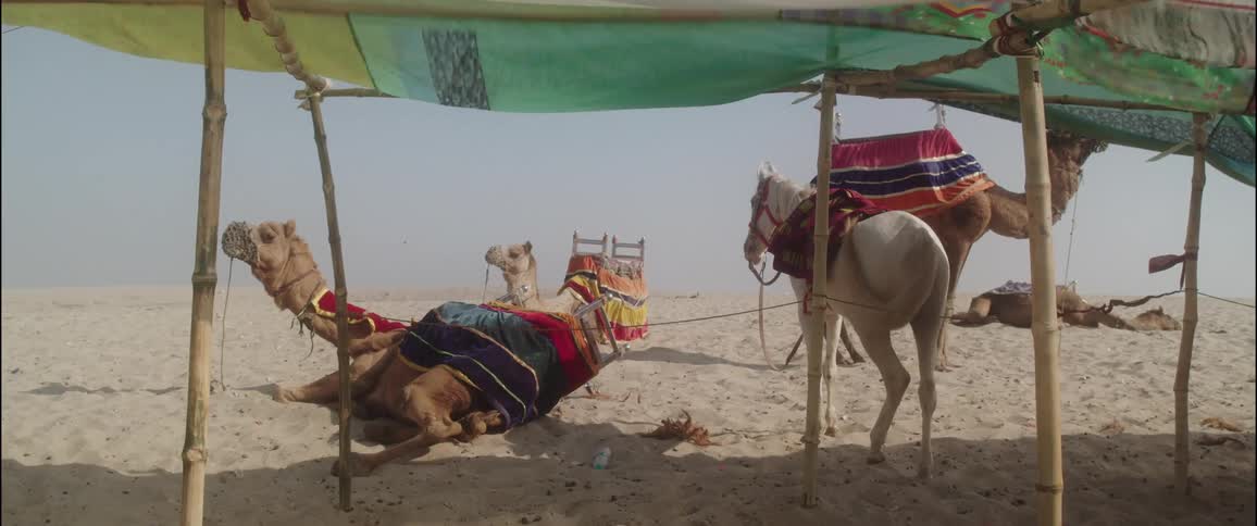 A horse and camels rest near fabric topped pavilion in desert on a windy day