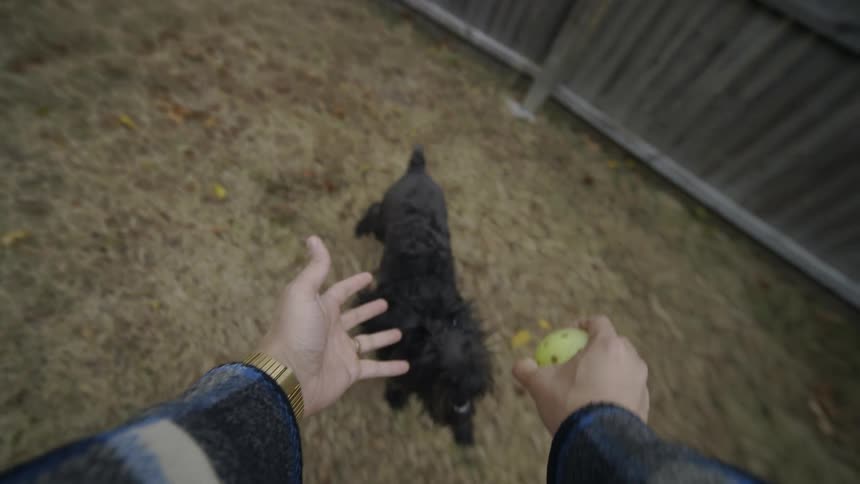 A dog trying to take the ball from the persons hand