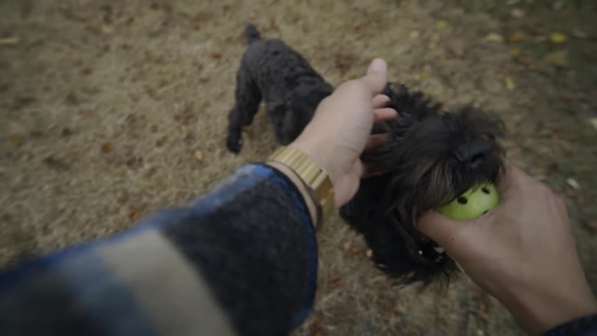Dog jumps around person holding ball in yard