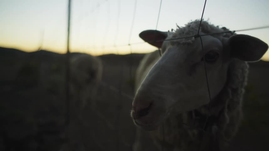 Closeup of a sheep with its head sticking out of the fence