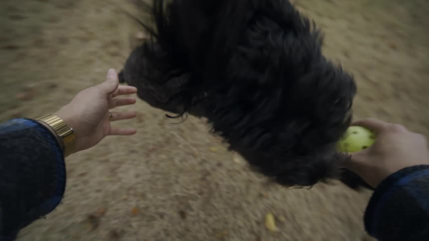 A dog is jumping to catch a green ball