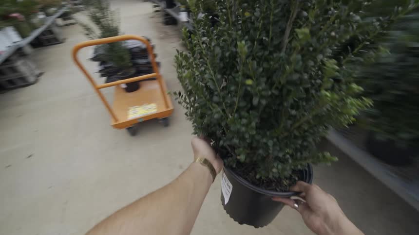 Person taking plants from pots and placing them on a mobile platform