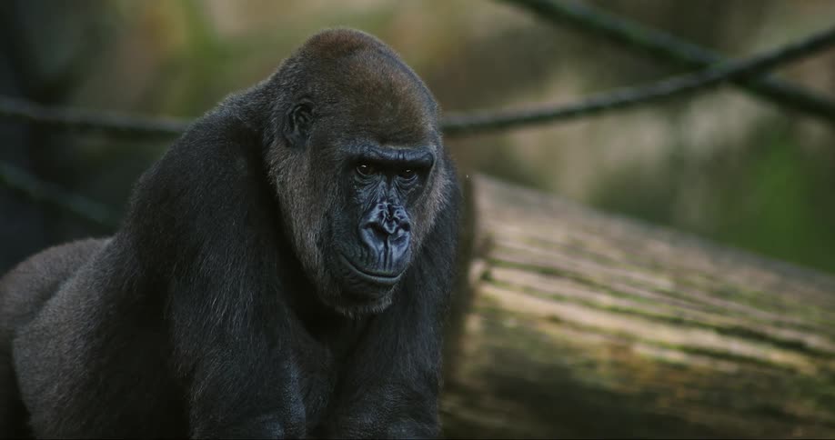 Gorilla leaning over on all fours looks around