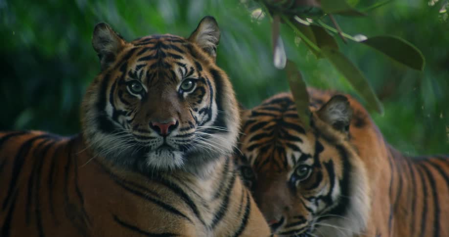 Two tigers in the forest on top of a tree branch