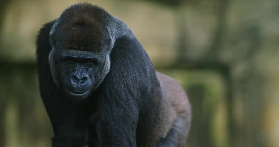 A gorilla stands in a zoo during the day