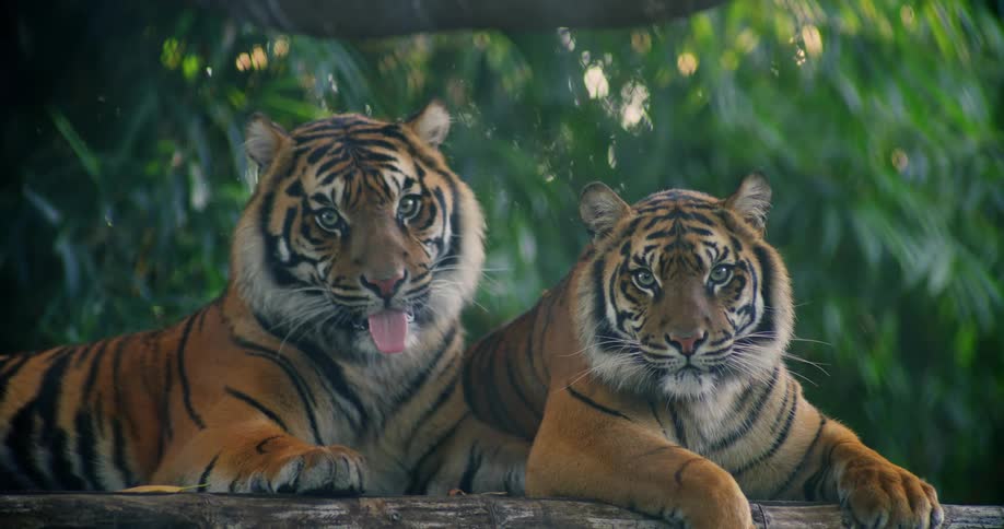 A couple of tigers resting next to each other in the wilderness