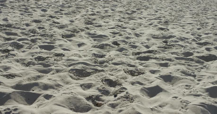 Footsteps and animal tracks in the sand