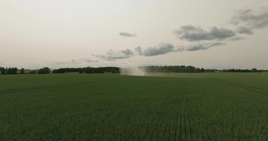 Sprinkler in the middle of a green farm field