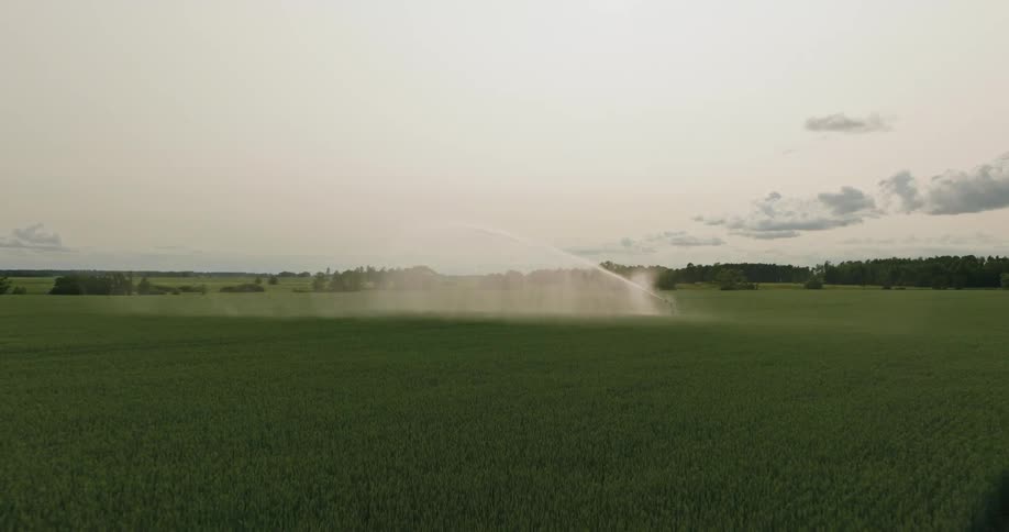 A field of vegetation that is being irrigated by a machine throwing water