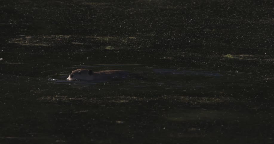 A beaver emerges at the surface and eats some plants