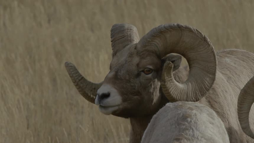 A bighorn sheep with large curled horns grazing on grass in a field in the middle of the day
