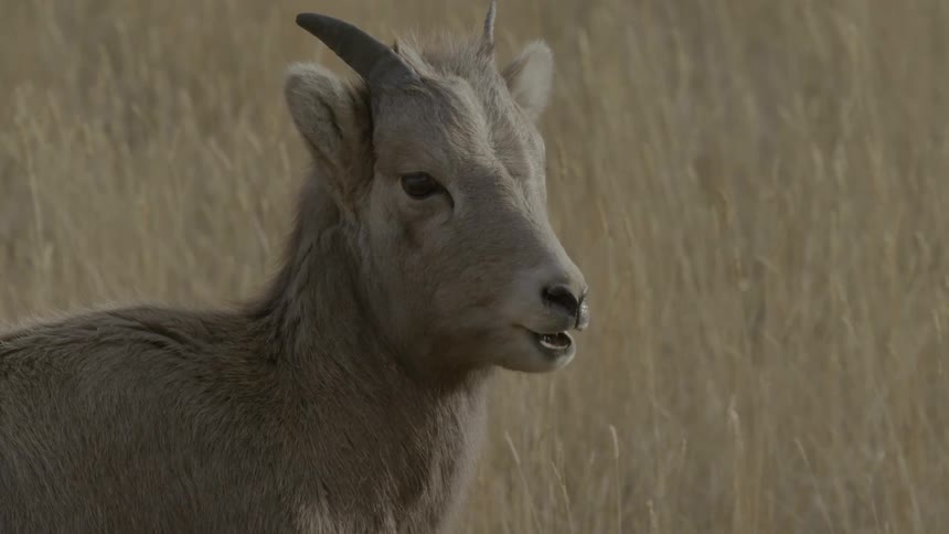 A female bighorn sheep grazing in a field