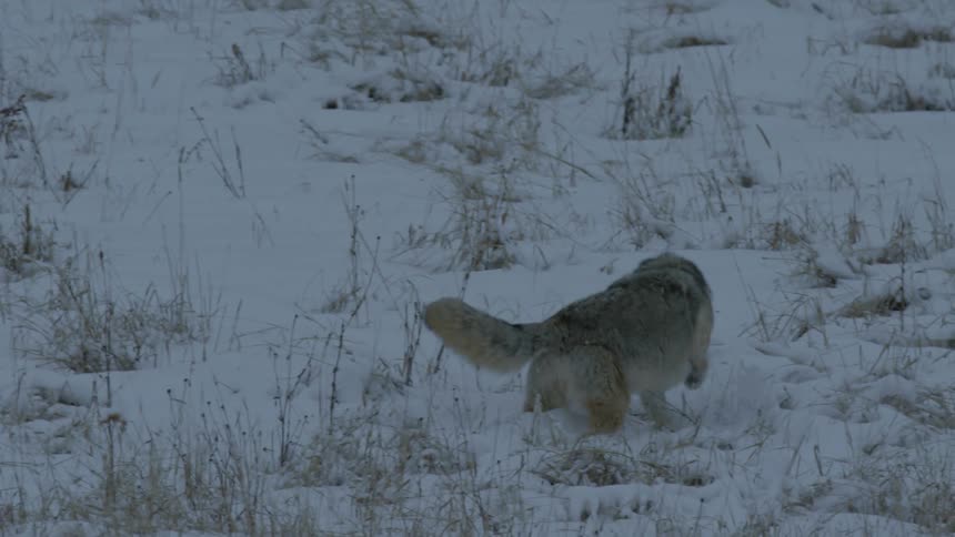 A coyote leaping on snow covered ground while chasing its prey