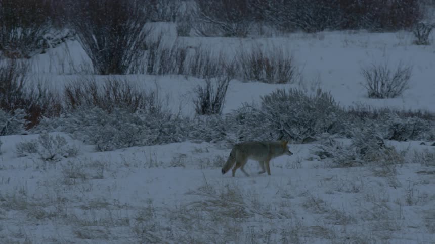 A coyote walking over snow covered brush and grass sits and stalks