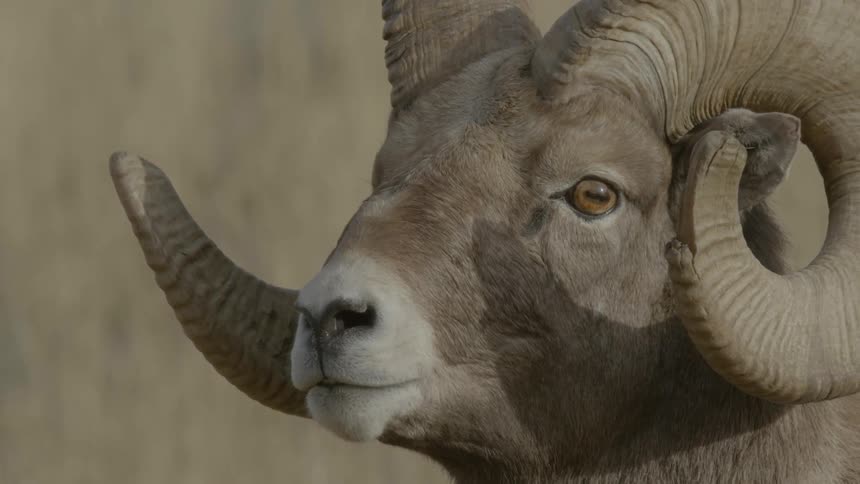 A male bighorn sheep staring straight ahead