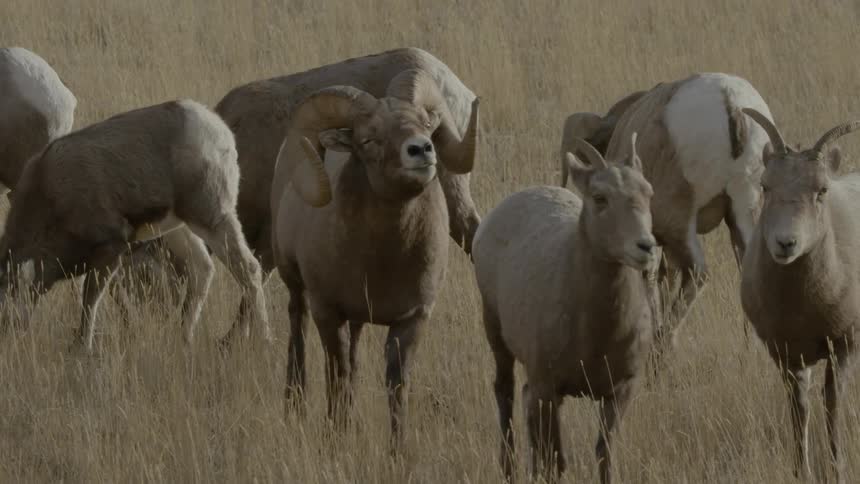 A male bighorn sheep courting a female