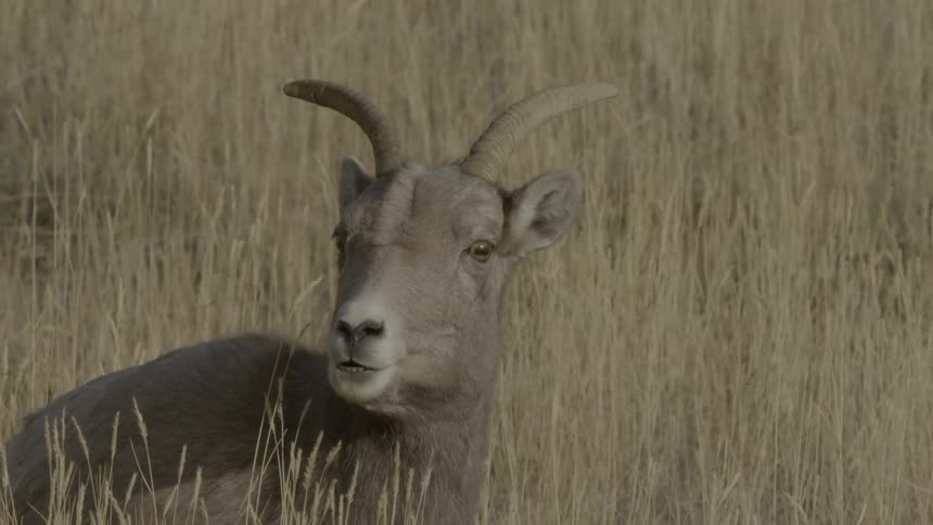 A female bighorn sheep chewing on grass