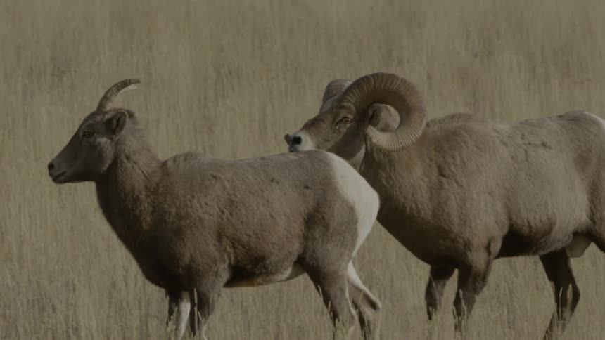 Male bighorn sheep courting a female