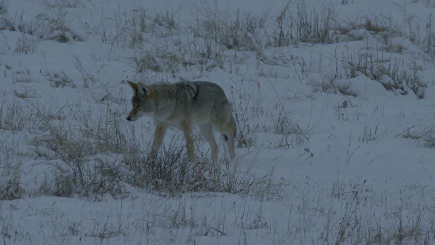 A coyote walks slowly through the snow in a grassy landscape