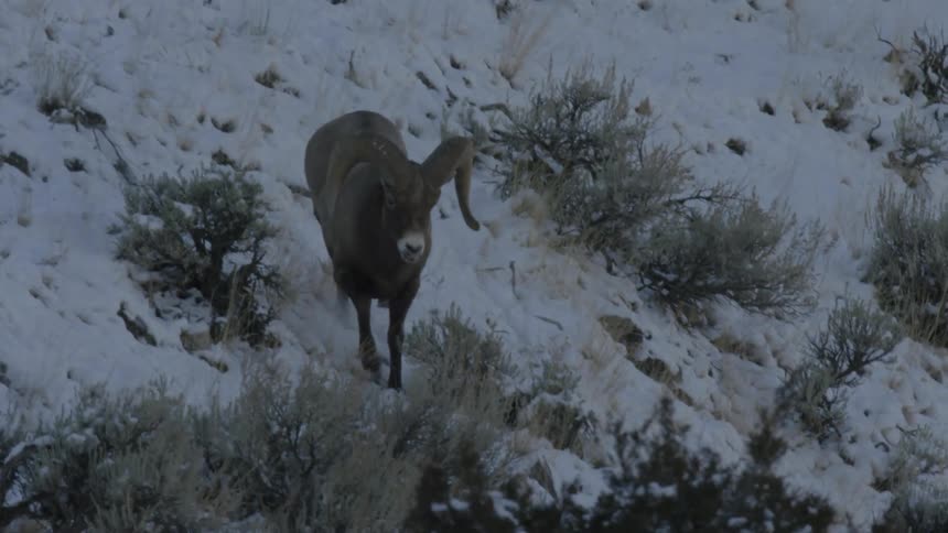 Male bighorn sheep jumps down the snowcovered slopes of a mountain