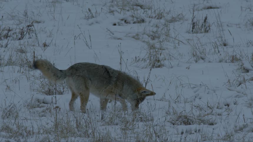 A coyote hunting in a snowy terrain