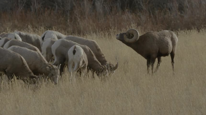 A male bighorn sheep watches over a small herd of females